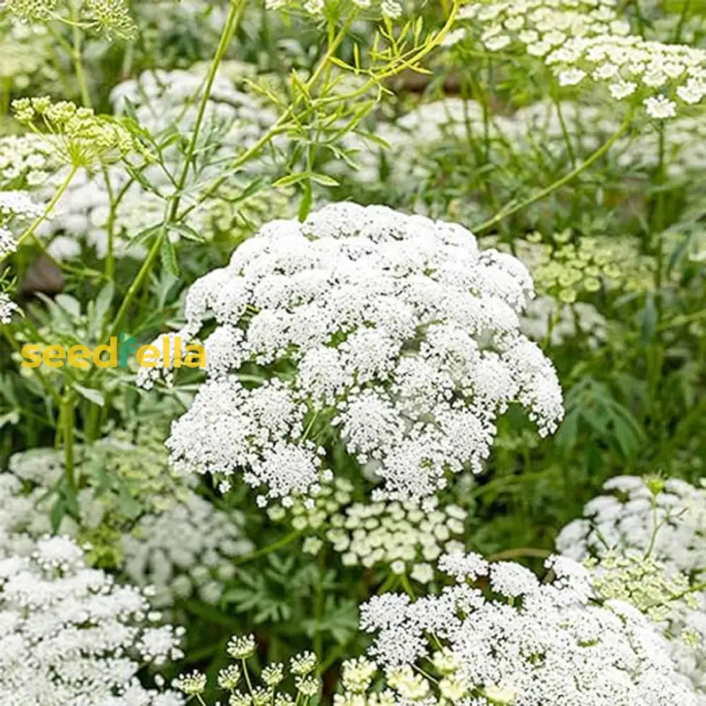 White Bishops Flower Planting - Seeds For Gorgeous And Elegant Blooms In Your Garden