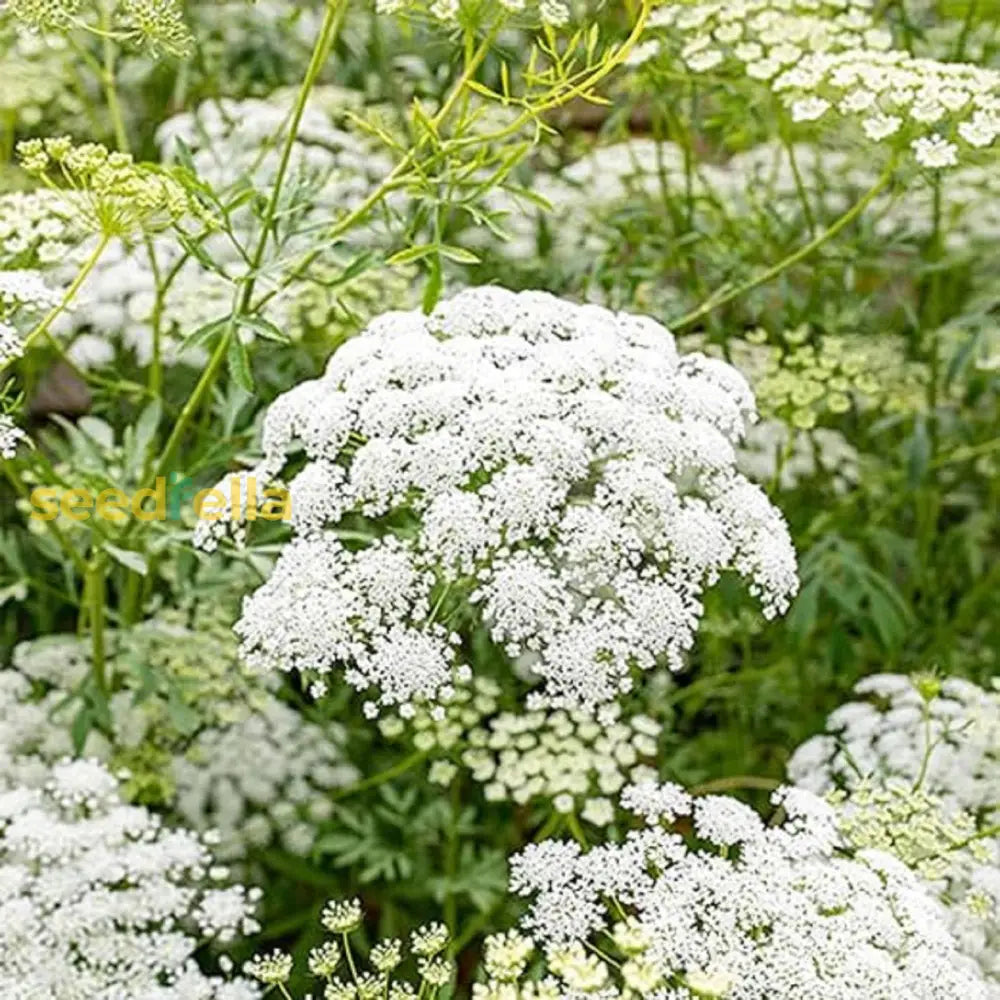 White Bishops Flower Planting - Seeds For Gorgeous And Elegant Blooms In Your Garden