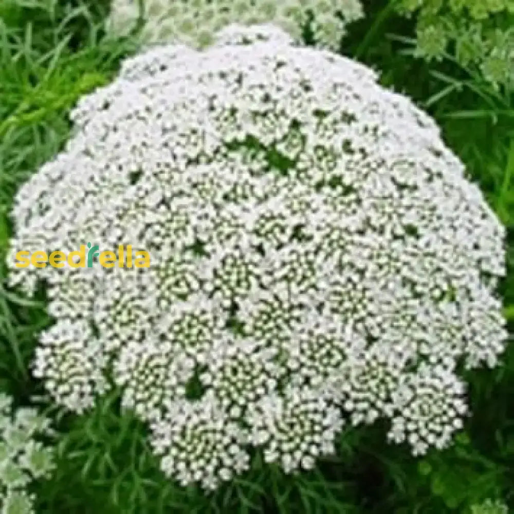 White Bishops Flower Planting - Seeds For Gorgeous And Elegant Blooms In Your Garden