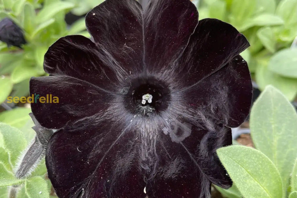 White Black Petunia Planting - Seed For Beautiful Outdoor Spaces Flower Seeds