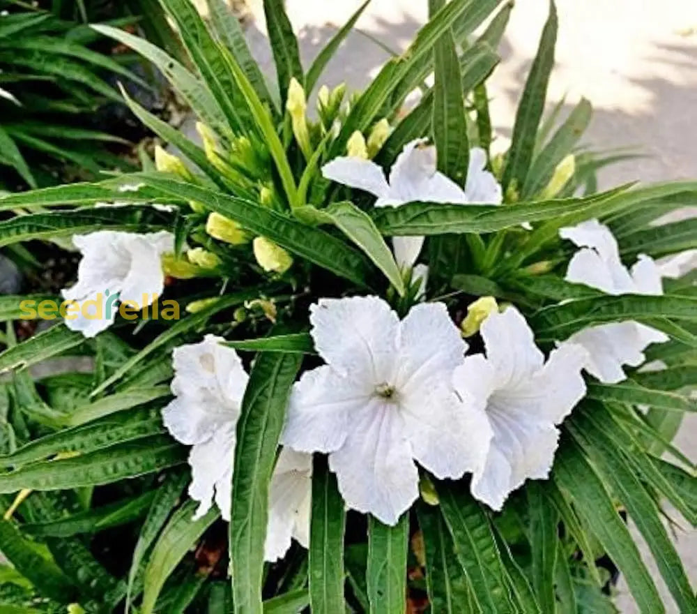 White Black Petunia Planting - Seed For Beautiful Outdoor Spaces Flower Seeds