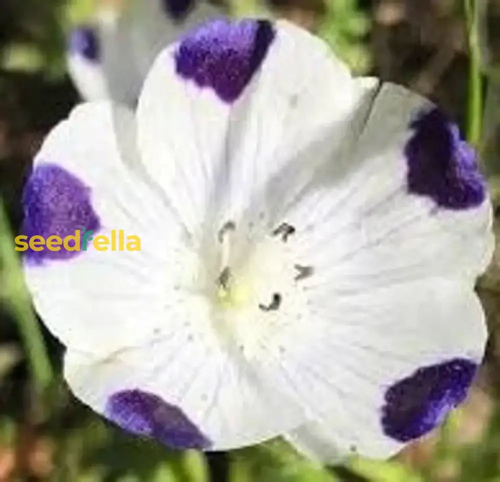 White Blue Maculata Flower Seeds For Planting  Ideal Creating Stunning Garden Blooms And