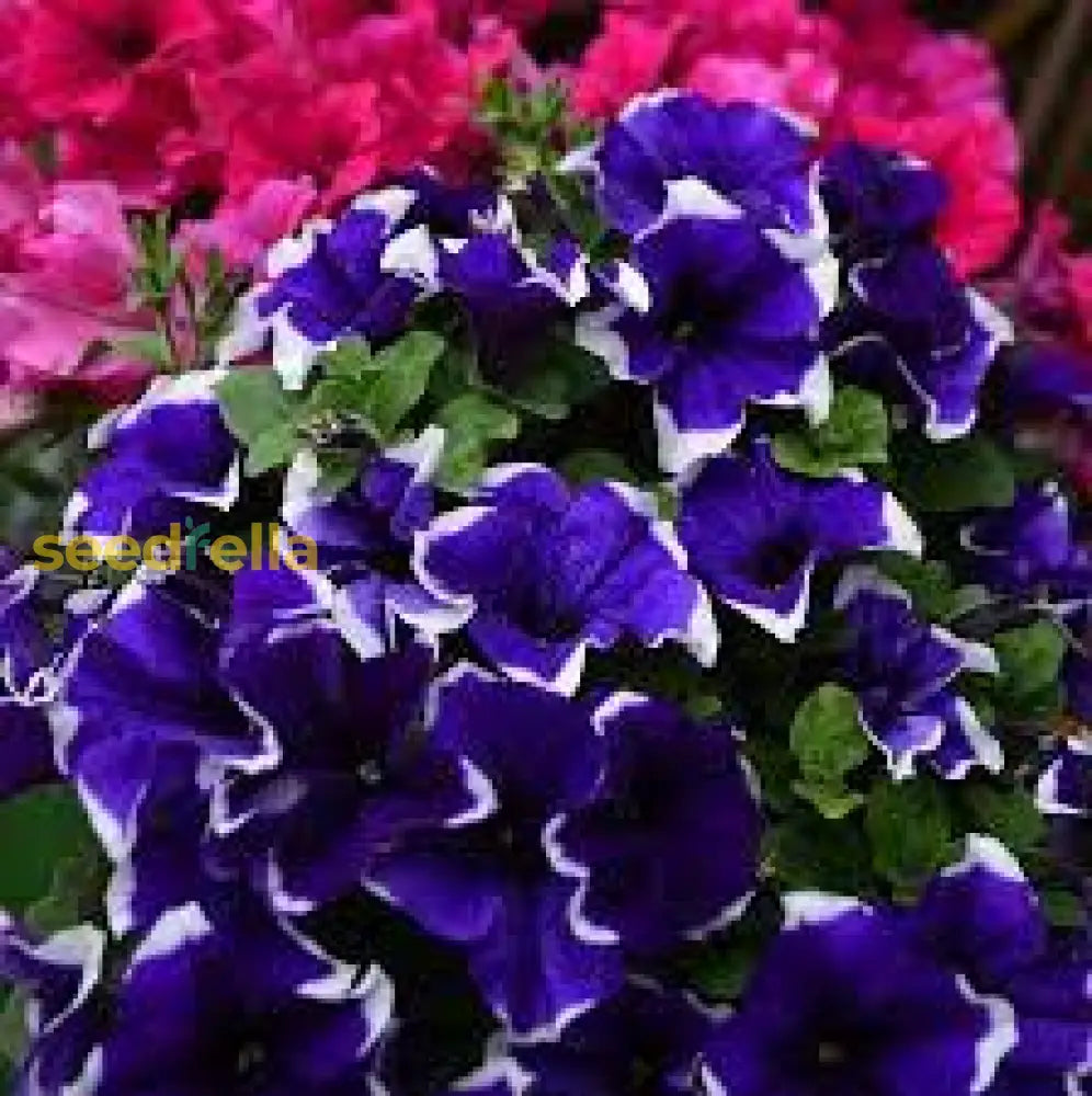 White Blue Star Petunia Flower Seeds For Planting  Seed Ideal Adding Unique Blooms To Gardens