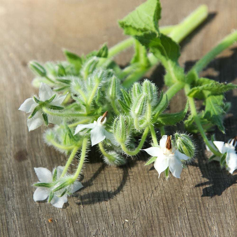 White Borage plant blooming with pure white flowers