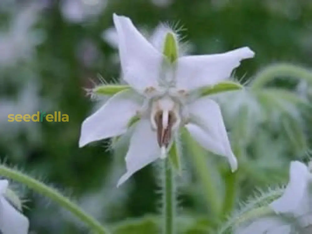 White Borage Seeds For Planting  Grow Edible Flowers Flower