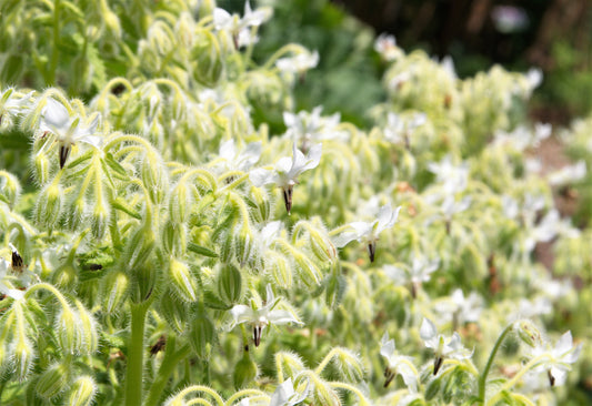 Packet of White Borage seeds for planting