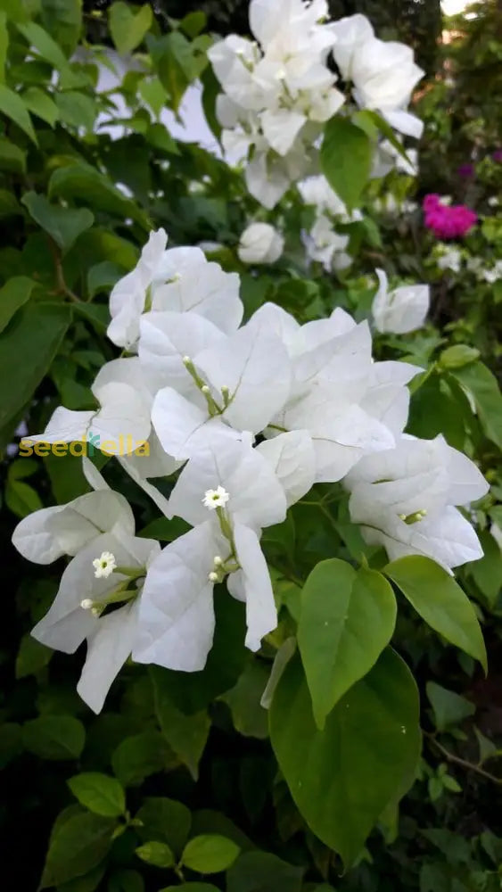 White Bougainvillea Flower Seeds For Vibrant Planting