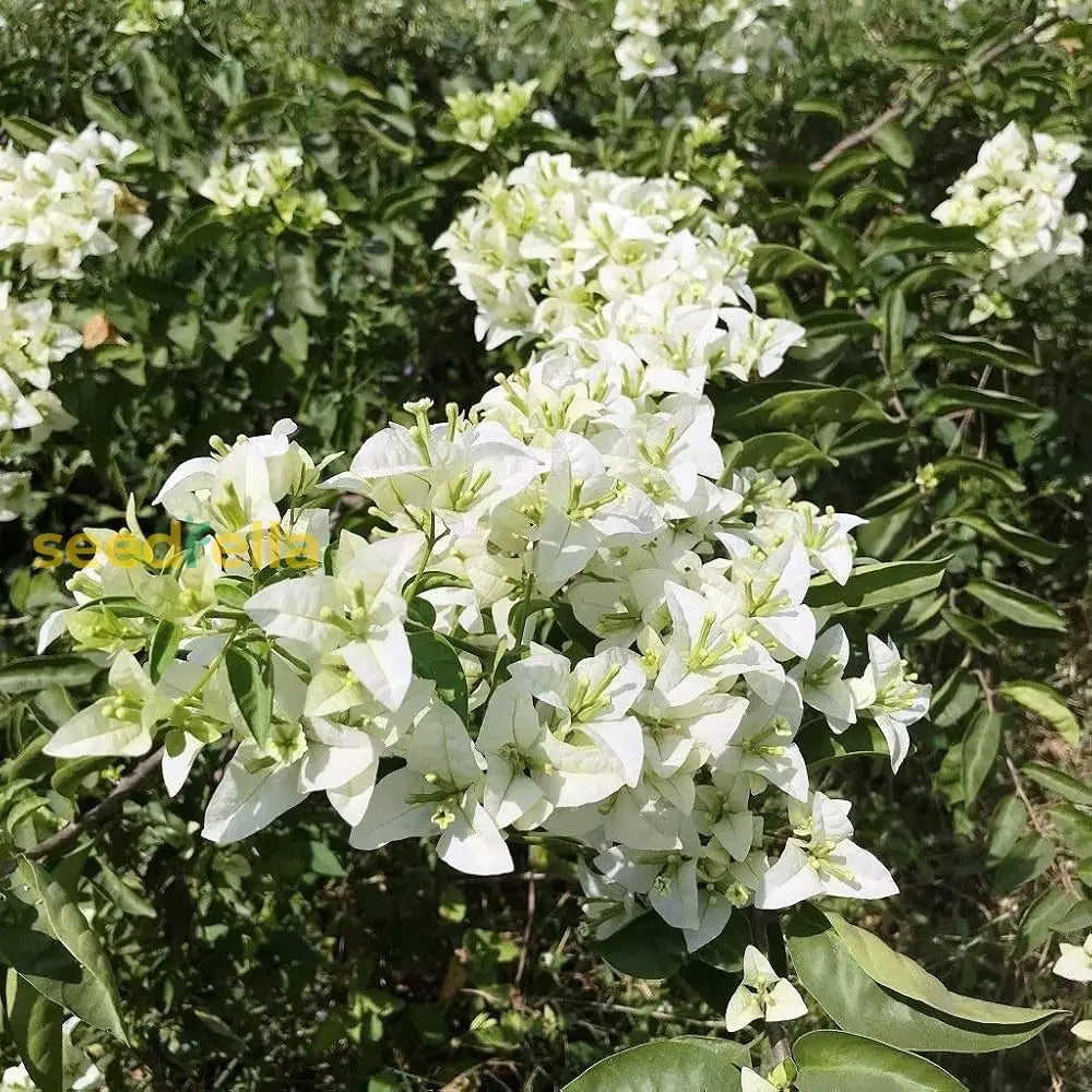 White Bougainvillea Kousa Flower Seeds For Planting | Elegant Flowering Beautiful Gardens