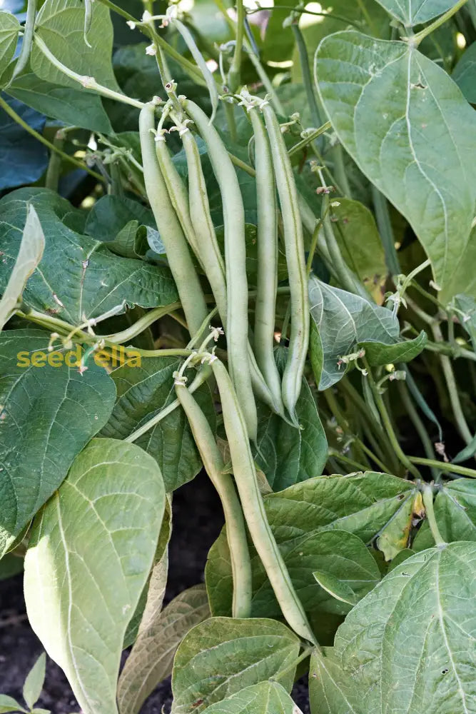 White Bush Bean plants growing in home garden