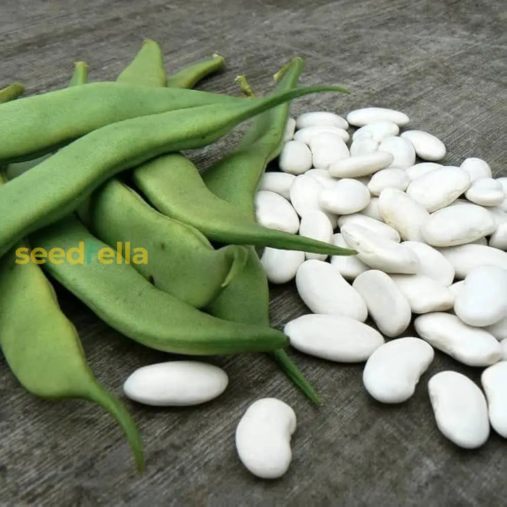 White Bush Bean Seeds For Home Planting Vegetable Seeds