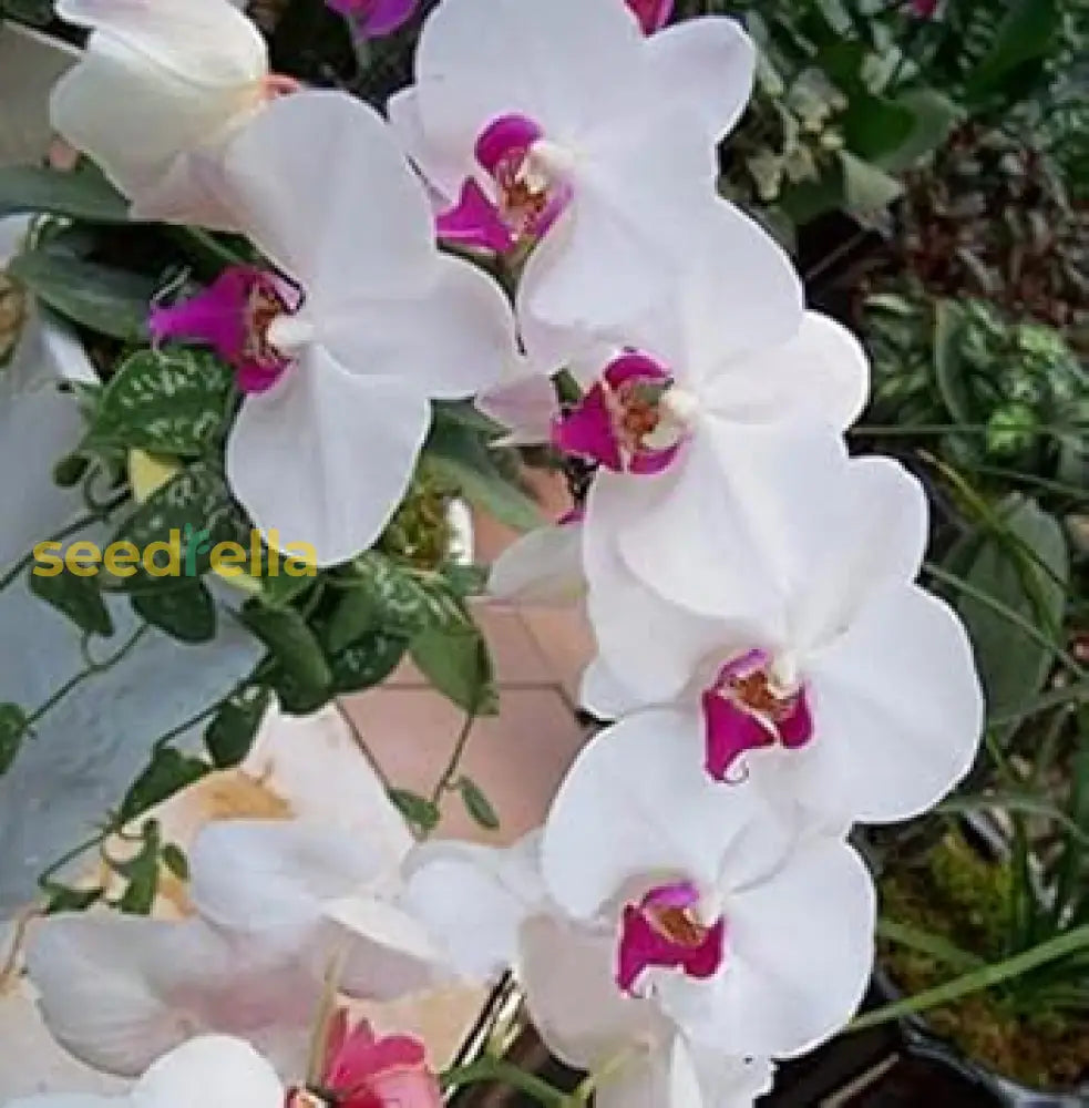 White Butterfly Orchids Seeds For Planting Flower