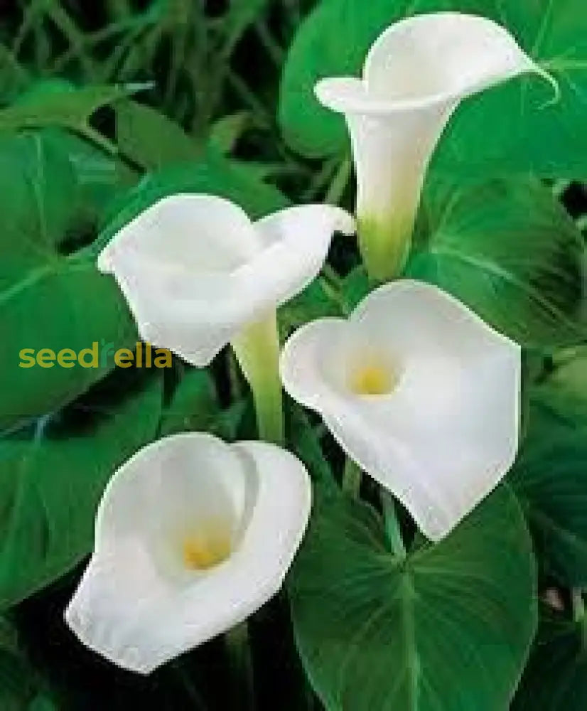 White Calla Lily Seeds For Planting Flower