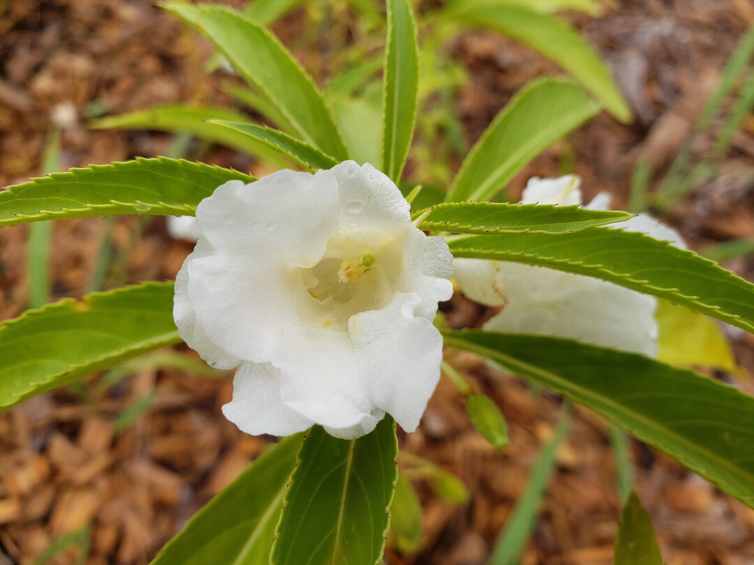White Balsam Camellia Flower Bed