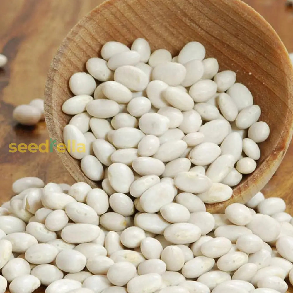 White Cannellini Bean Seeds - Ideal For Planting