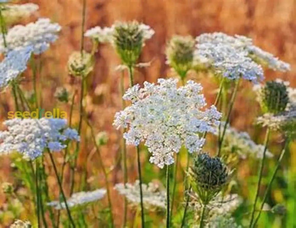 White Caraway Seeds For Planting Plant Seeds