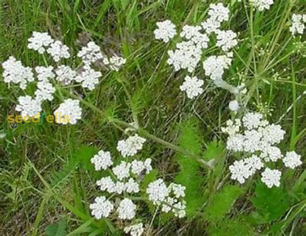 White Caraway Seeds For Planting Plant Seeds