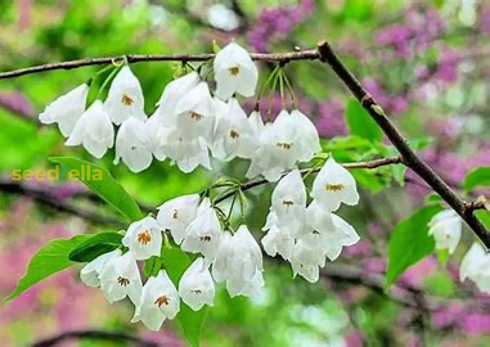 White Carolina Silverbell Tree Seeds For Planting