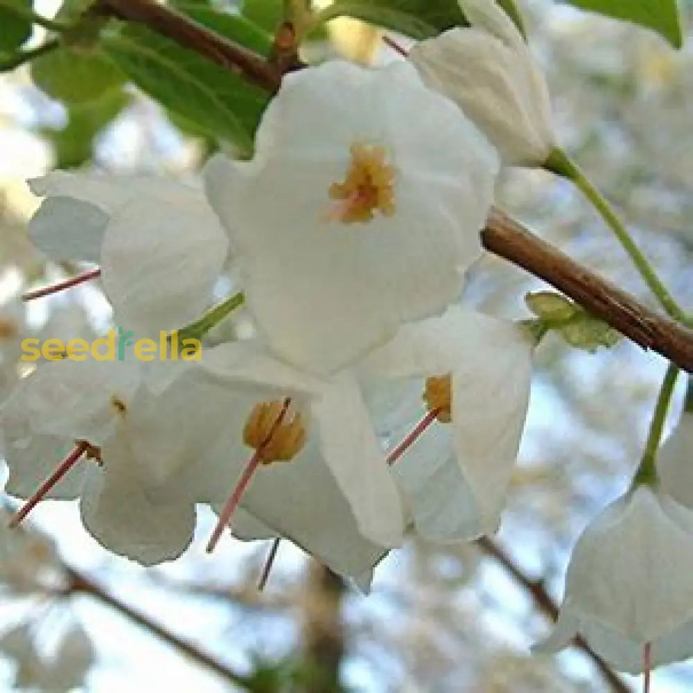 White Carolina Silverbell Tree Seeds For Planting