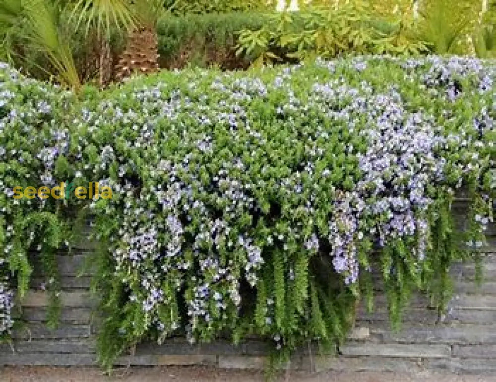 White Cascading Plant Seeds For Easy Planting Seeds