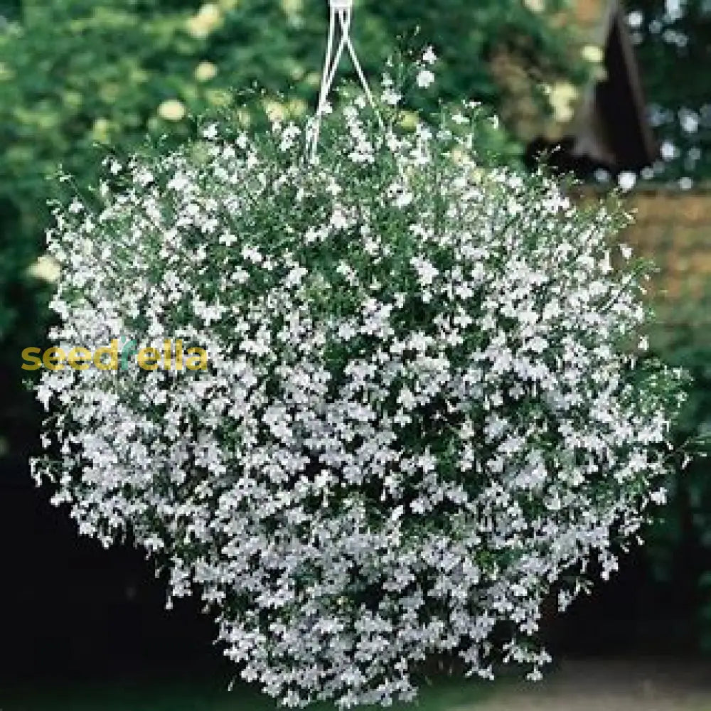 White Cascading Plant Seeds For Easy Planting Seeds