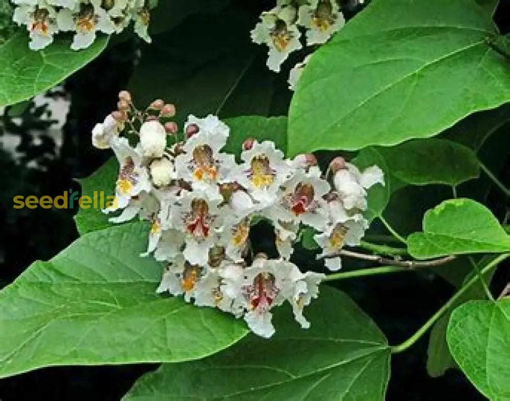 White Catalpa Bignonioides Seeds For Planting Tree