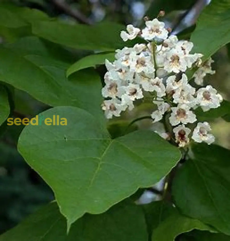 White Catalpa Bignonioides Seeds For Planting Tree