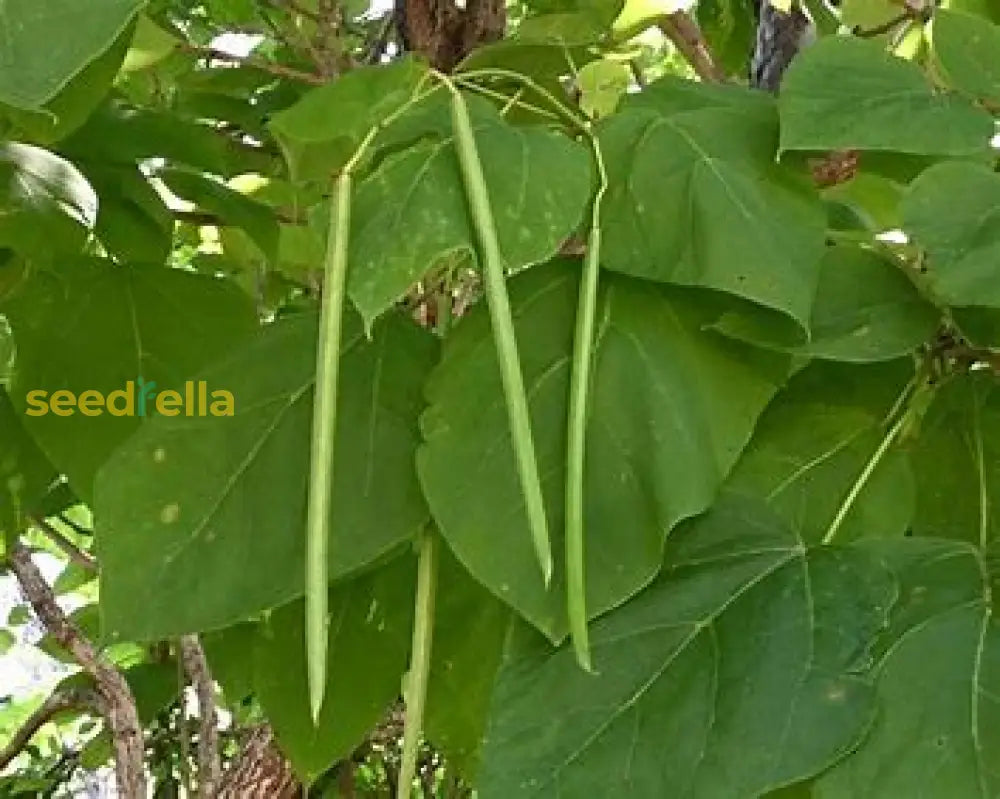 White Catalpa Tree Seeds For Planting  Seed Collection