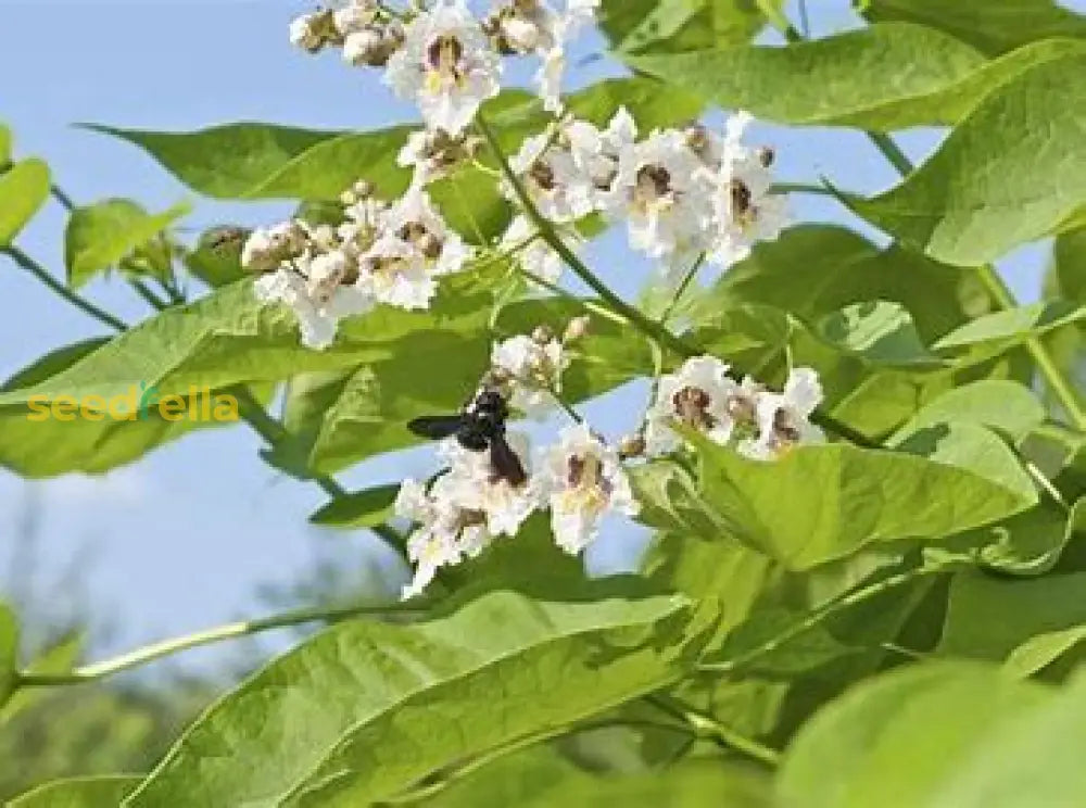 White Catalpa Tree Seeds For Planting  Seed Collection