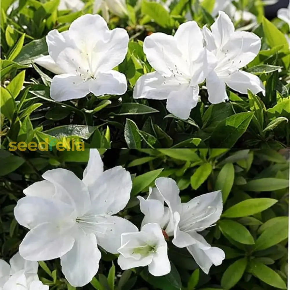 White Catawba Flower Seeds  Ideal For Easy Home Planting