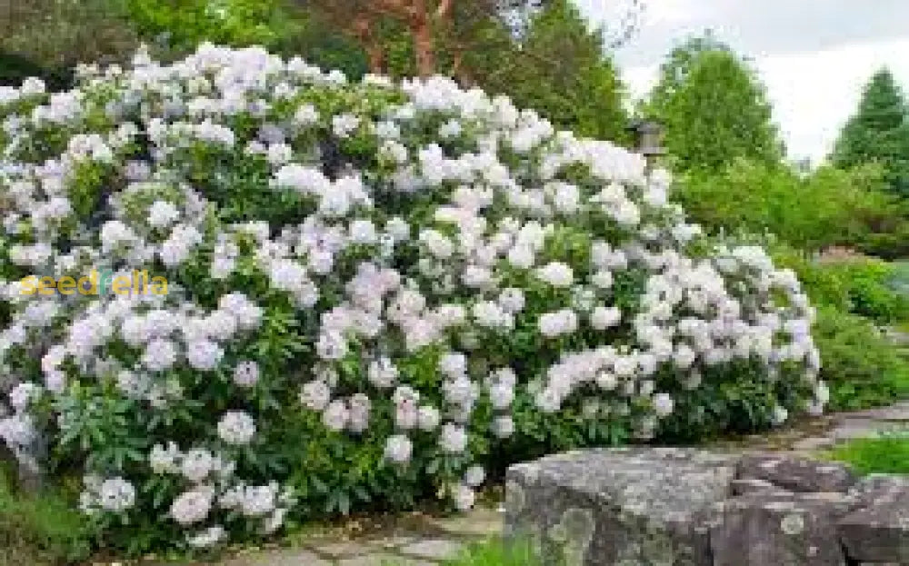 White Catawba Flower Seeds  Ideal For Easy Home Planting