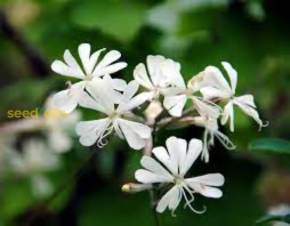 White Catchfly Flower Seeds Planting Essentials