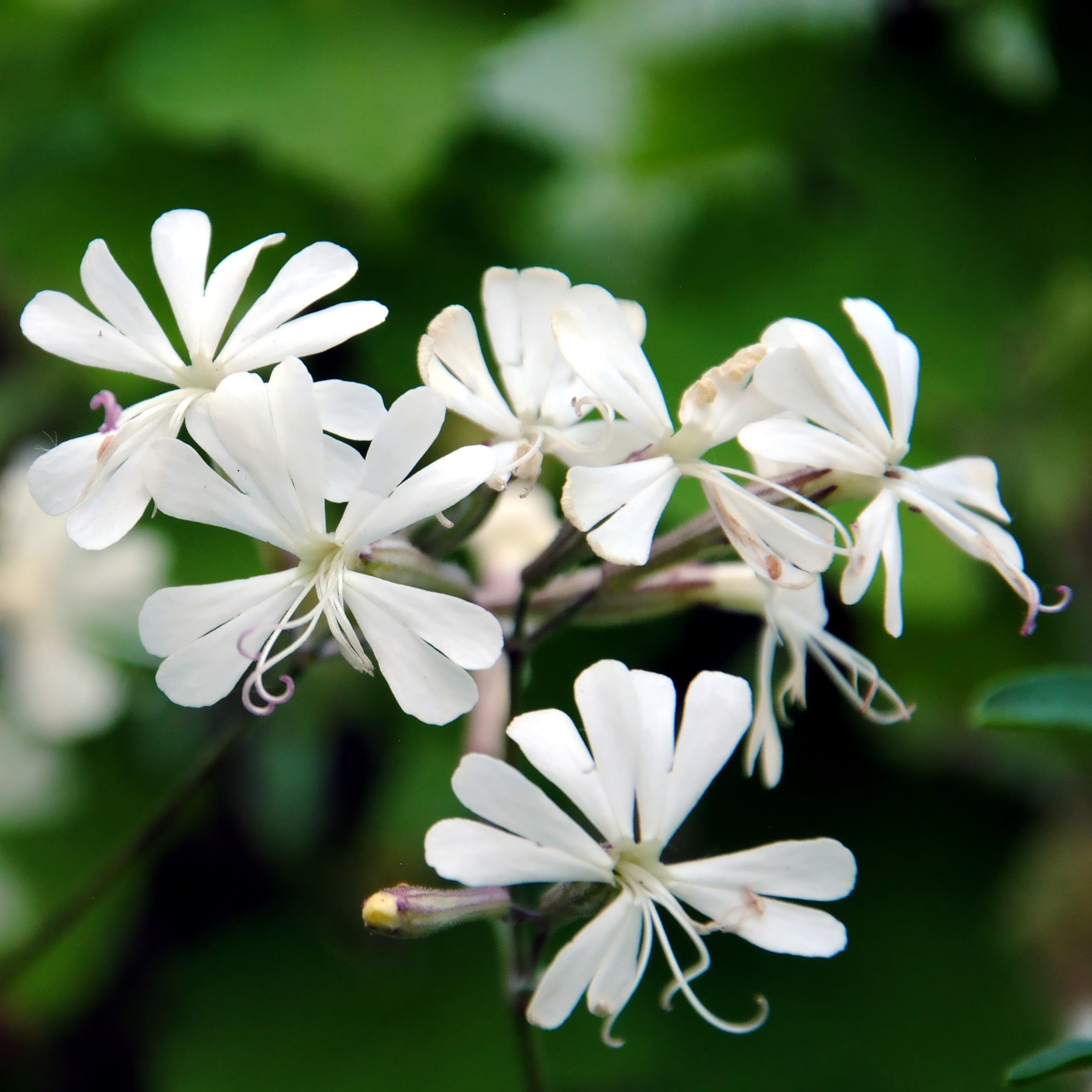 White Catchfly Seeds for Planting – Non-GMO Flower Seeds