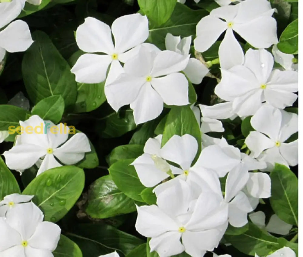 White Catharanthus Flower Seeds Planting