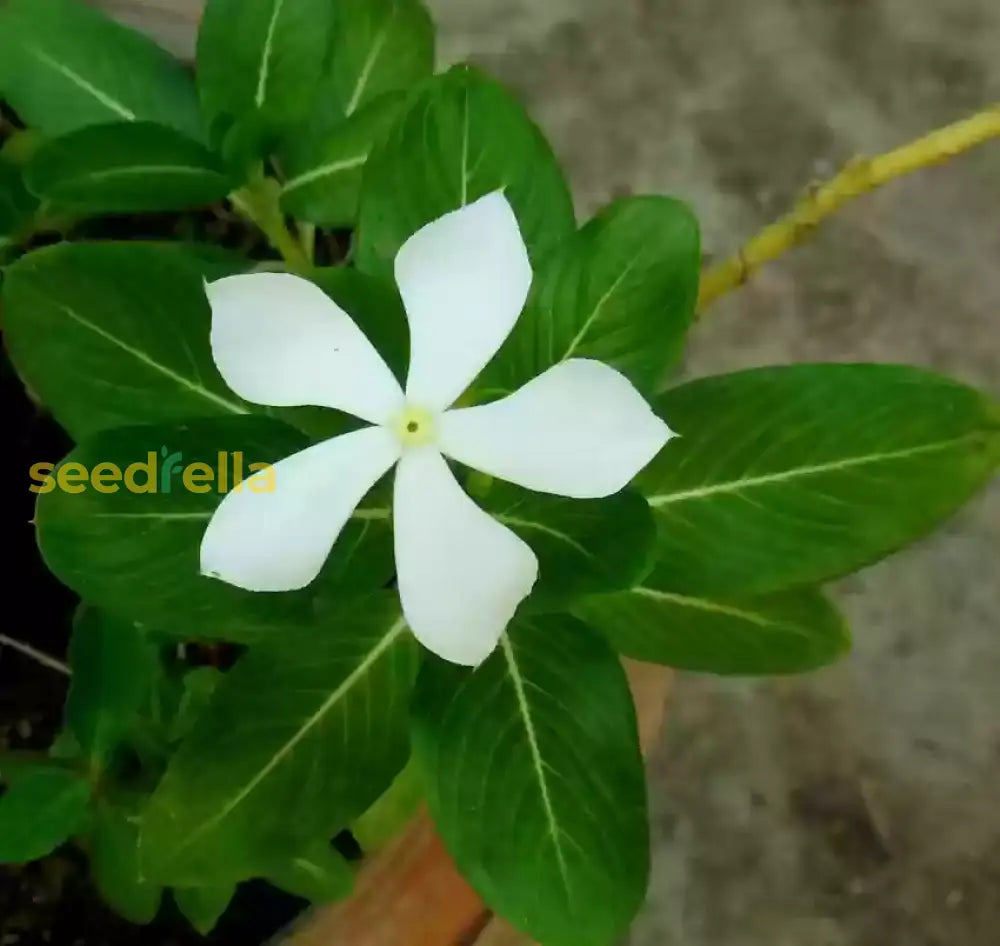 White Catharanthus Flower Seeds Planting