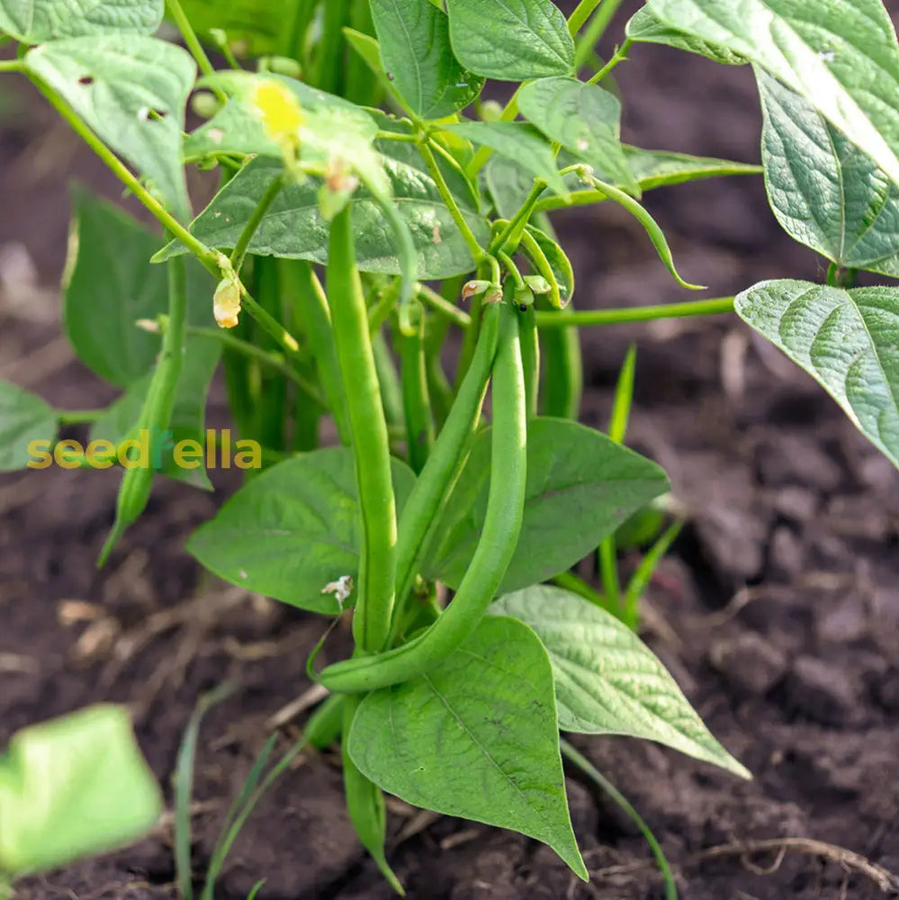 White Cattle Bean Seeds  Perfect For Home Vegetable Gardens Seeds