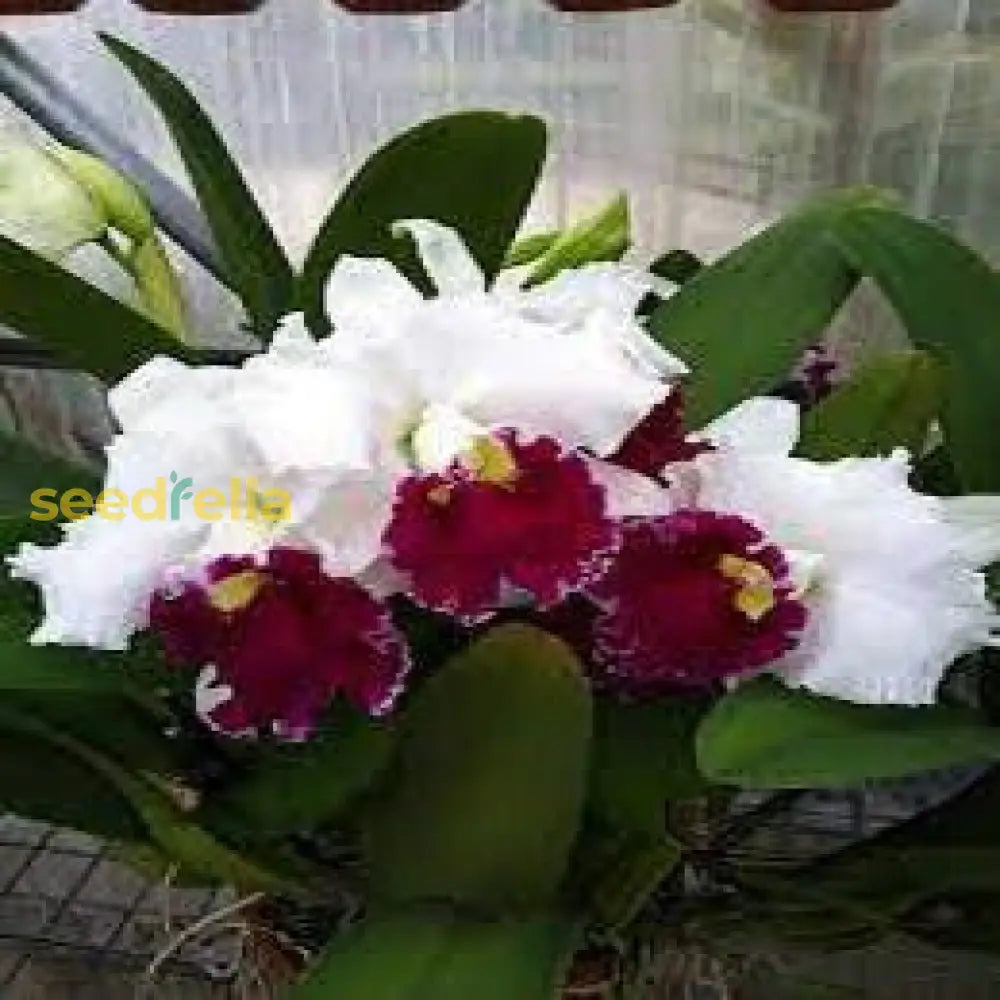 White Cattleya Flower And Red For Vibrant Garden Blooms - Seeds Stunning Floral Displays