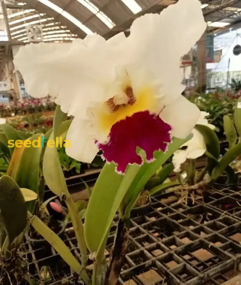 White Cattleya Flower And Red For Vibrant Garden Blooms - Seeds Stunning Floral Displays