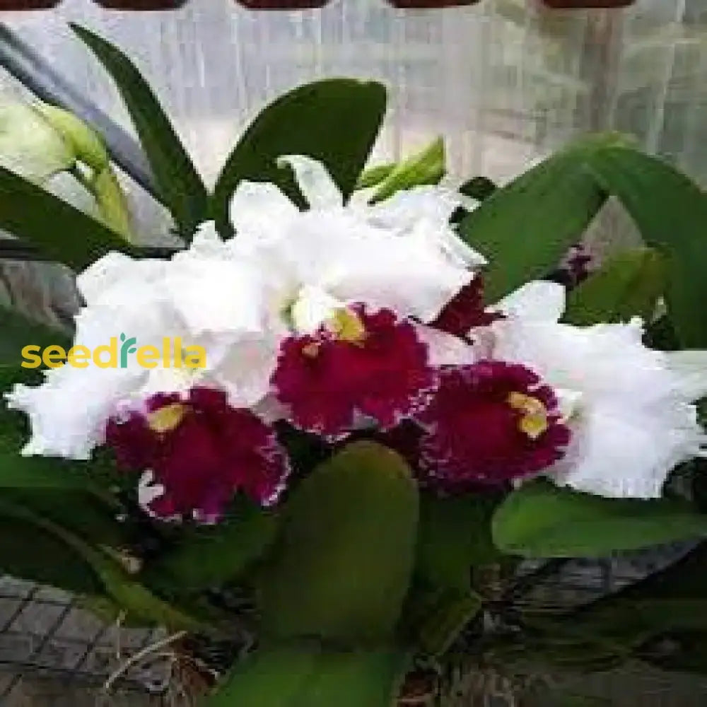 White Cattleya Flower And Red For Vibrant Garden Blooms - Seeds Stunning Floral Displays