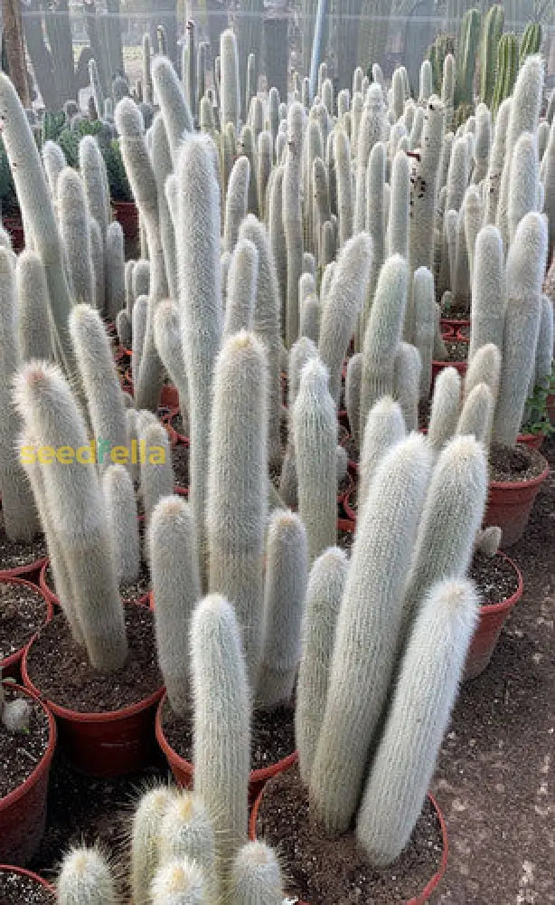 White Cephalocereus Senilis Plant Seeds Planting