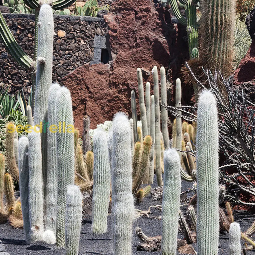 White Cephalocereus Senilis Plant Seeds Planting