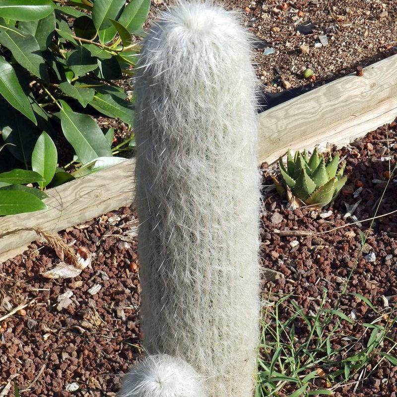 White Cephalocereus Senilis Plant Seeds