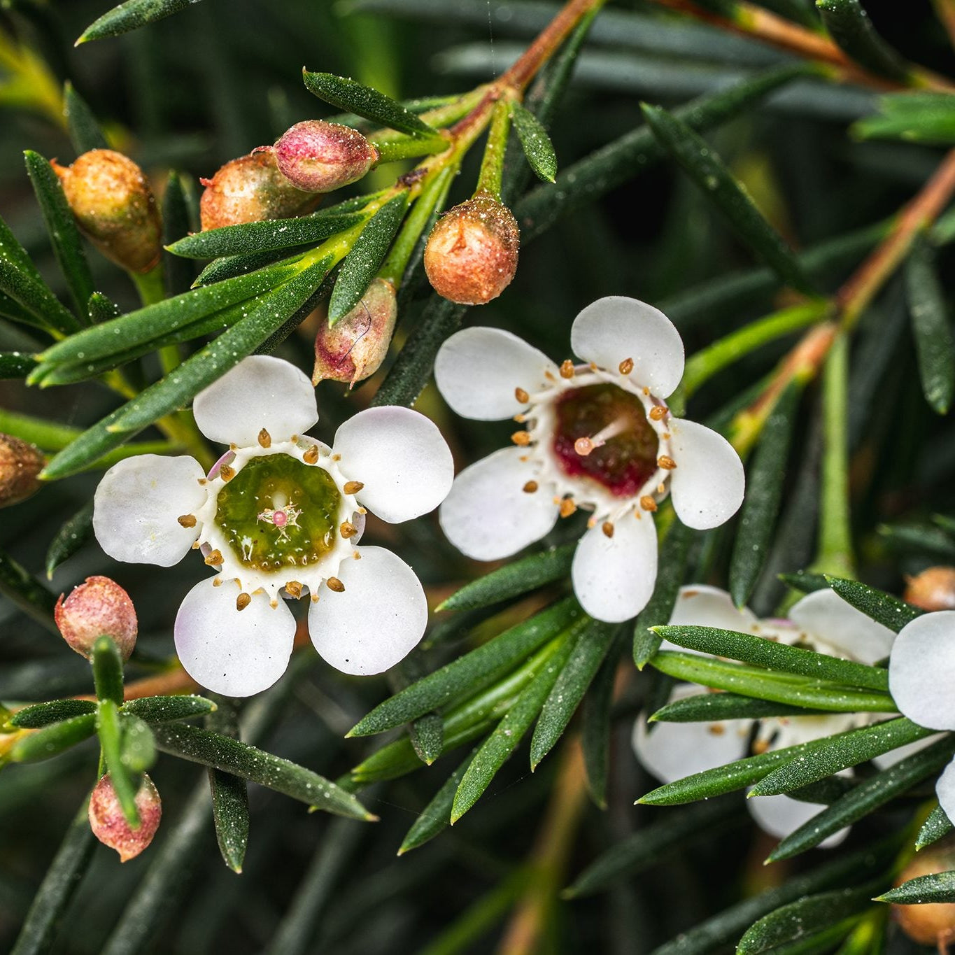 White Chamelaucium Uncinatum Seeds for elegant waxflower blooms