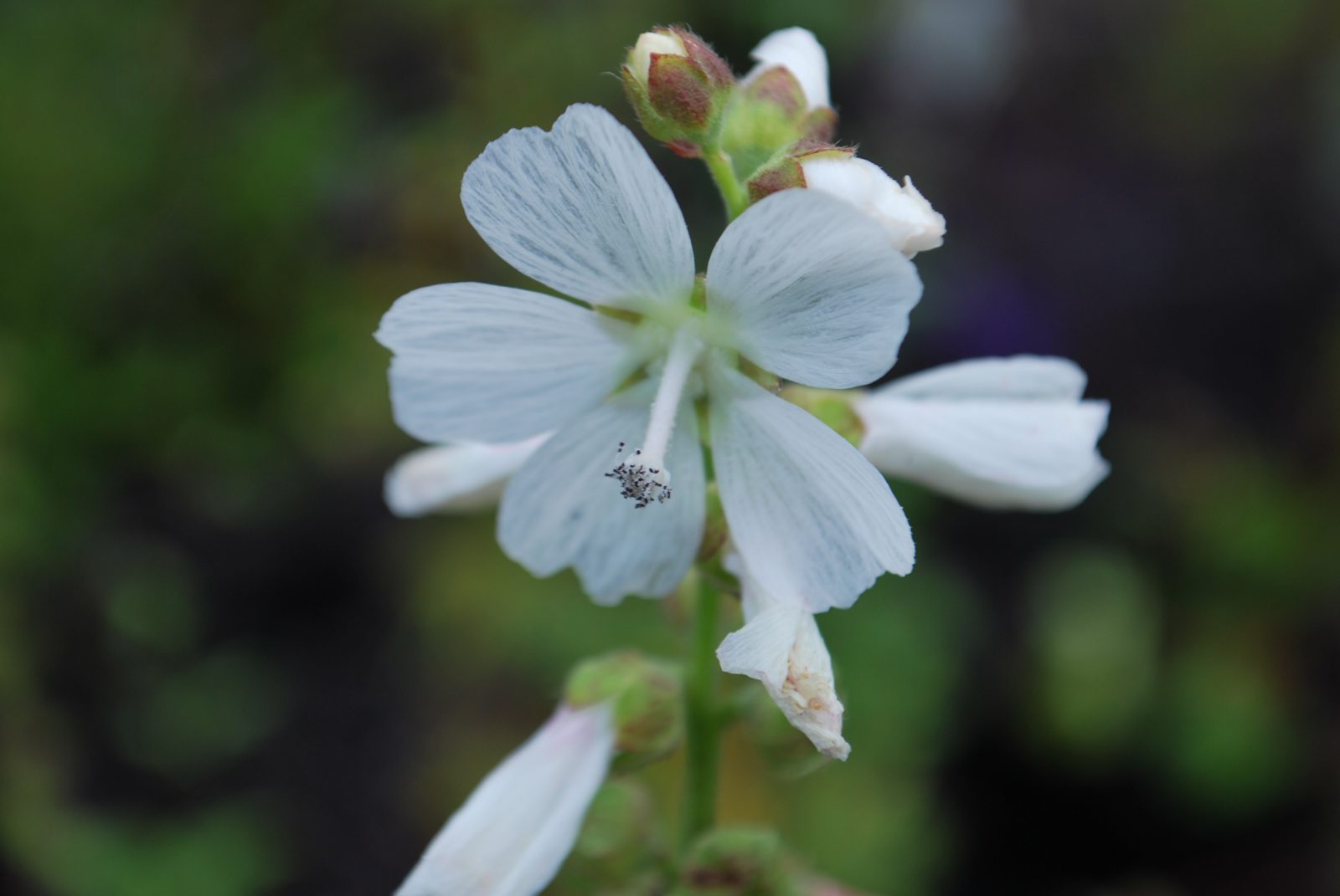 White Checkermallow Flowers in Garden Border