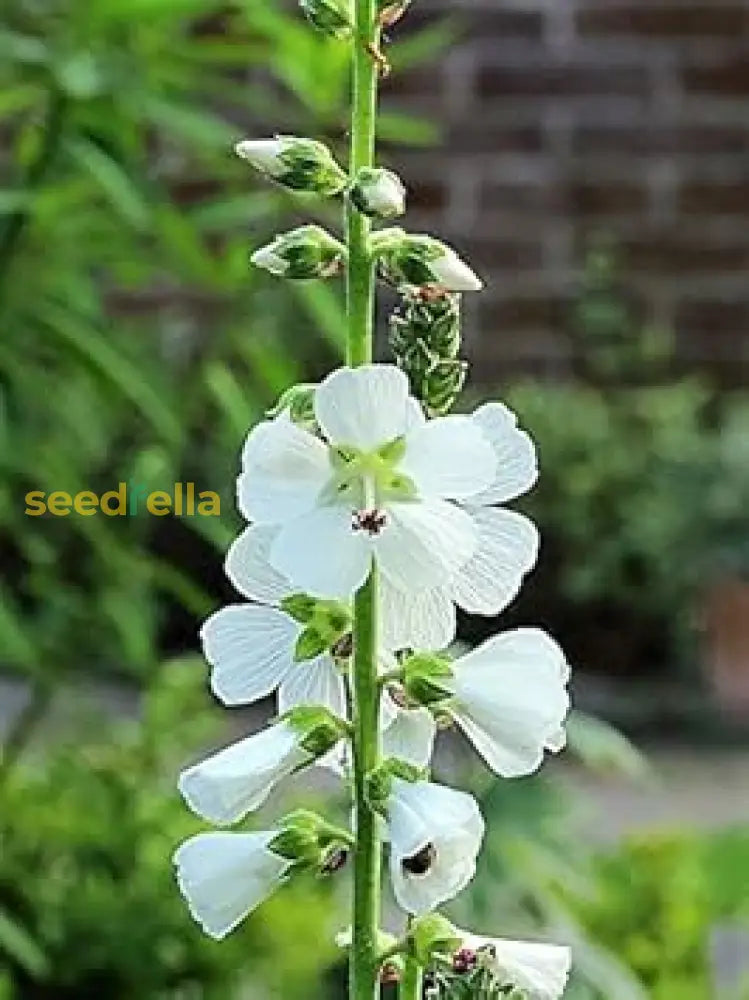 White Checkermallow Flower Seeds Planting Delicate