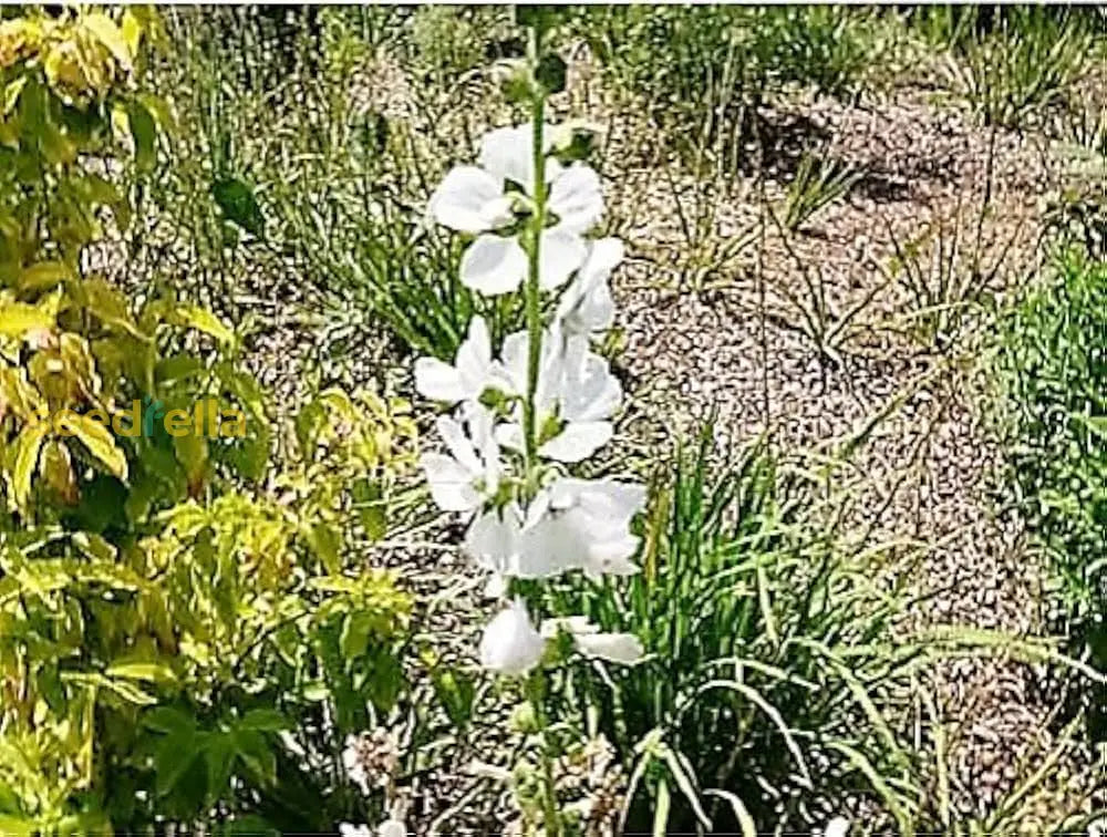 White Checkermallow Flower Seeds Planting Delicate