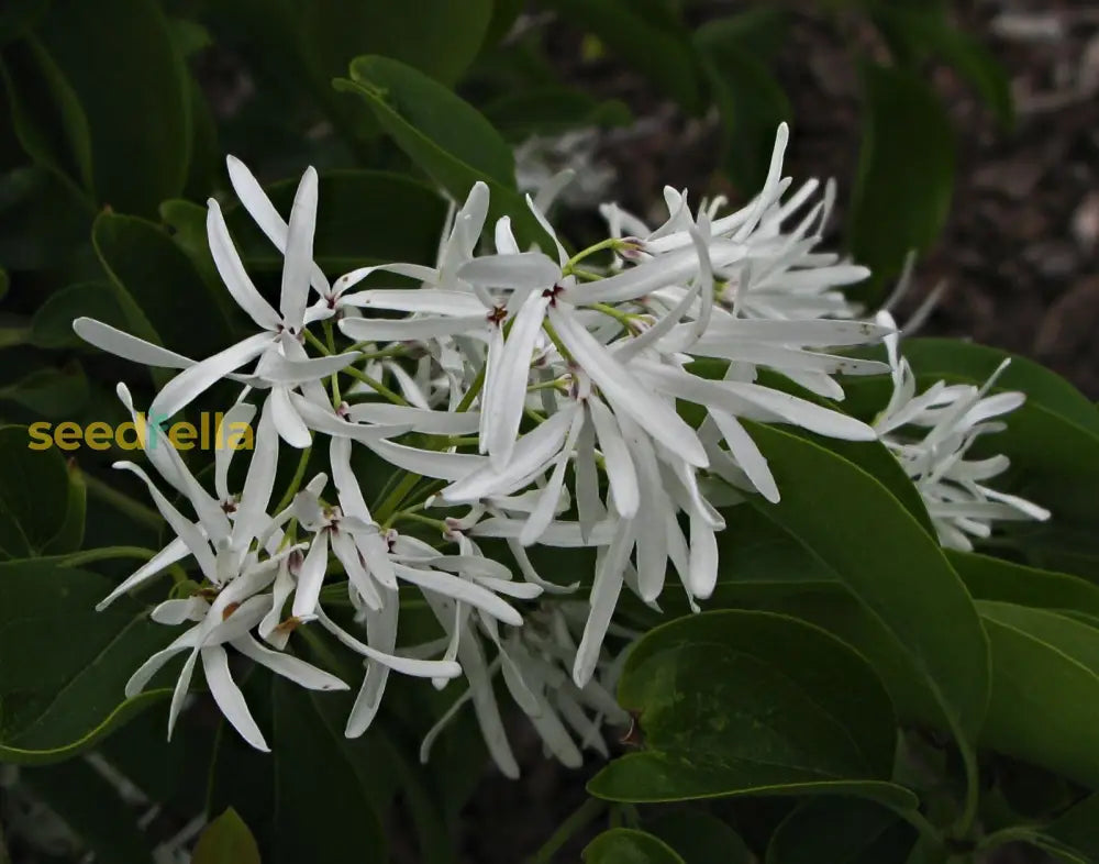 White Chionanthus Retusus Tree Seeds Planting