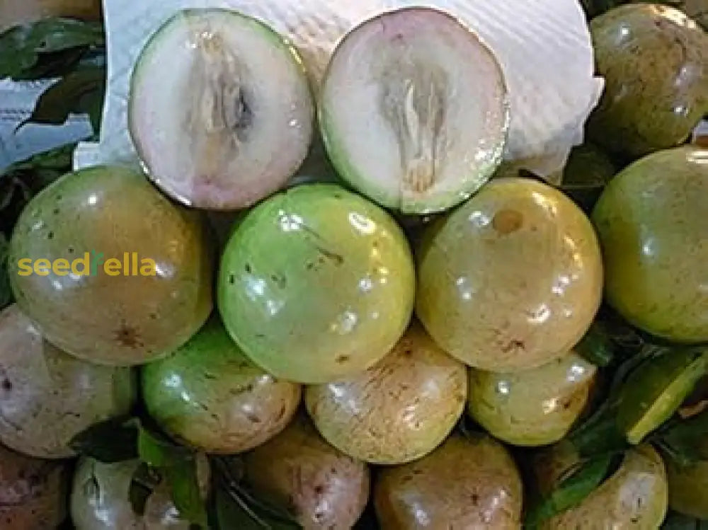 White Chrysophyllum Cainito Seeds For Planting - Grow Delicious Star Apples Fruit