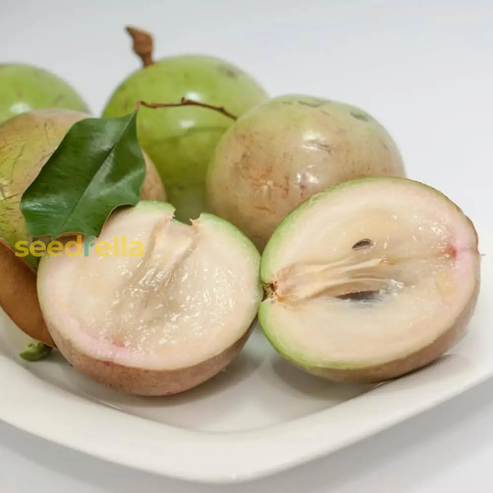 White Chrysophyllum Cainito Seeds For Planting - Grow Delicious Star Apples Fruit