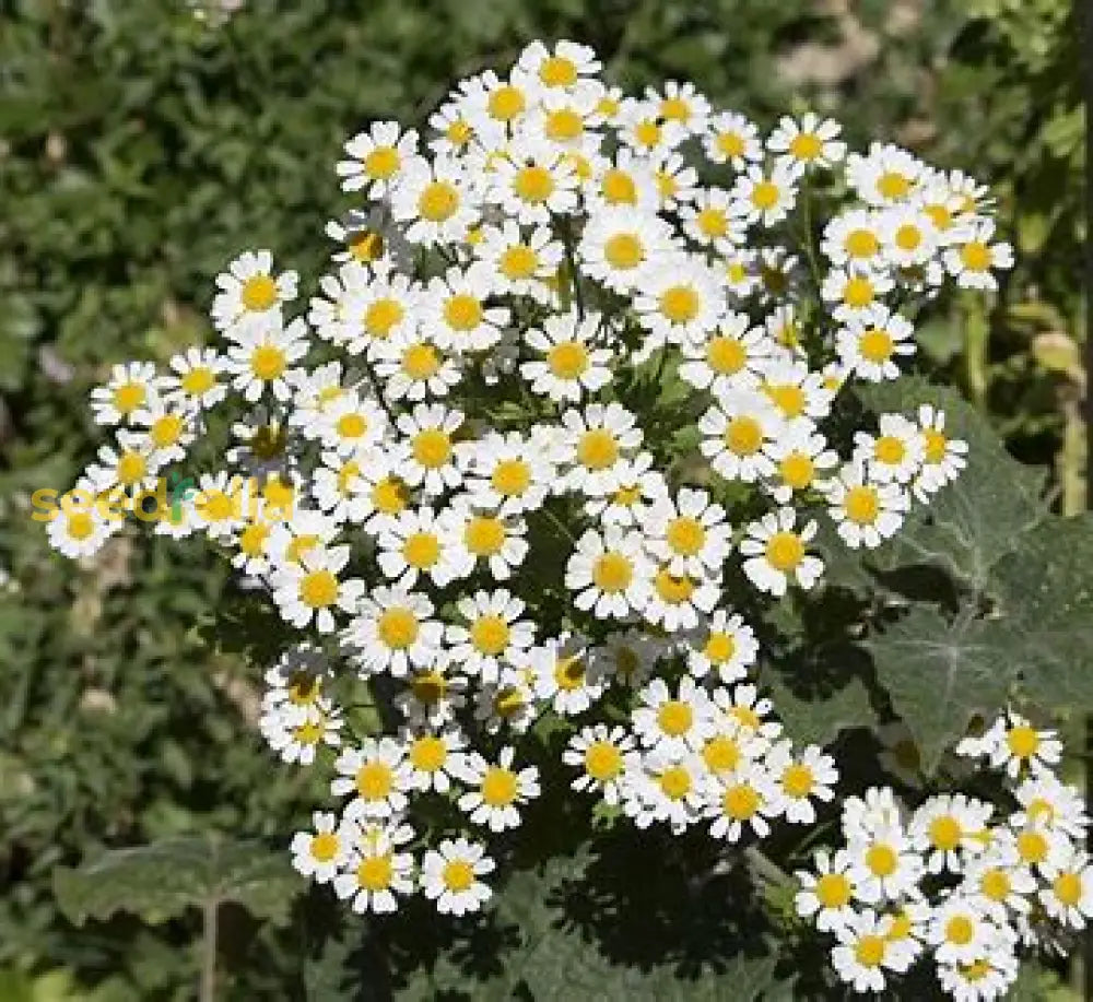 White Cinerariifolium Planting Seeds - Easy To Grow Flower Plant Seeds