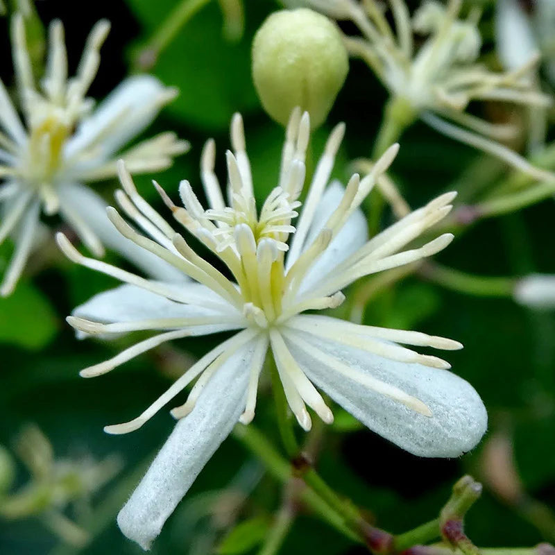 White Clametis Gourian Flower Seeds